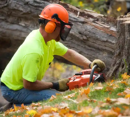 tree services Delphos